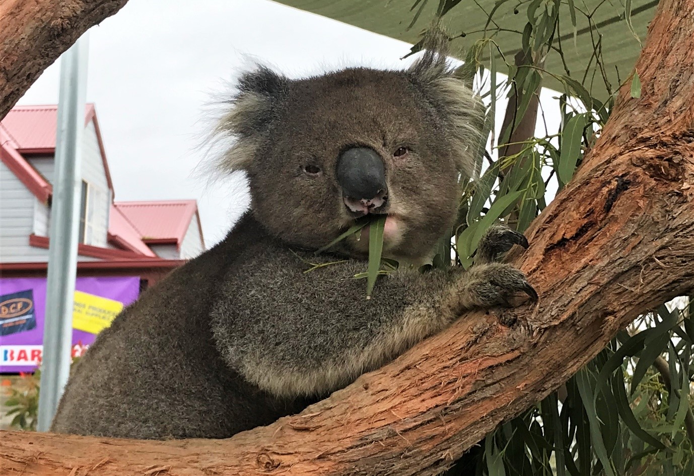 Photo of Kubar the Koala eating fresh leaves at a local wildlife shelter.