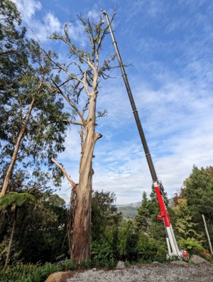 Crane holding a tree upright