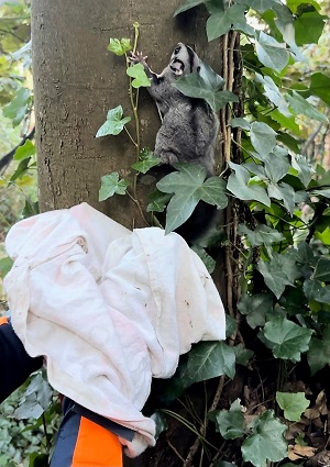 Protecting glider and other habitat